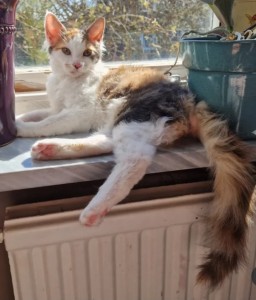 006c13b5-5fdb-4cd5-9917-bec57b998be0