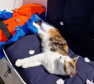 3bb42f7a-beab-4cdc-b9a2-ef03457a65c2