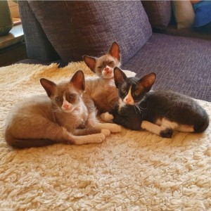 57eaf936-3c81-43ac-af96-c792e4c57bdd