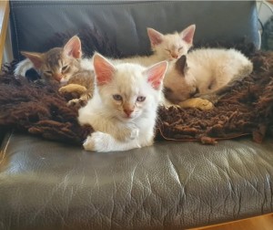 68888c8d-f423-4149-aea5-1e67361cee1e