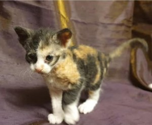 bfed79d8-c0b0-4a26-bc87-0cdccc45cd45