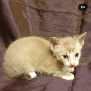 c0d77ef3-a5a2-4b77-a1fb-1a1e6edc4fed