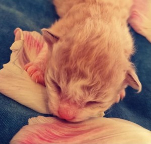 c6a7ba86-e373-47bb-a2e8-17c8b471c28f