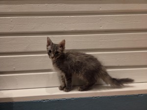 e95adb12-4981-4e79-b985-fcfc1f661147