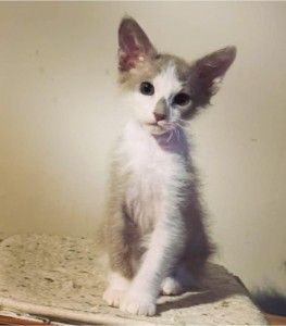 099fcb81-1bcc-4196-b353-6b2b9a7bf413