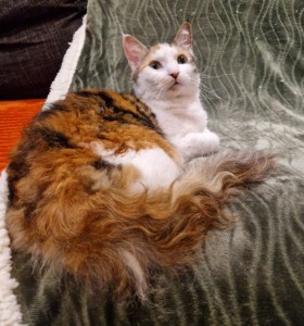 acc3e0ed-d75b-4f05-99a4-cde182573e90